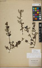 Foto von Salix myrsinifolia Salisb.